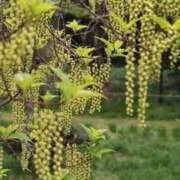 ヒメ日記 2025/03/18 12:26 投稿 寧々 Picasso(ピカソ)