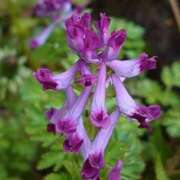 ヒメ日記 2025/03/19 12:15 投稿 寧々 Picasso(ピカソ)