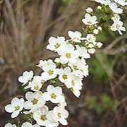 ヒメ日記 2025/03/23 12:15 投稿 寧々 Picasso(ピカソ)