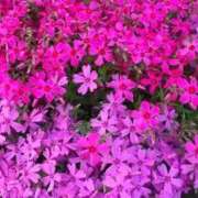 ヒメ日記 2025/03/24 12:15 投稿 寧々 Picasso(ピカソ)