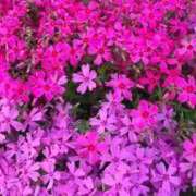 ヒメ日記 2025/03/24 12:26 投稿 寧々 Picasso(ピカソ)