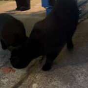 ヒメ日記 2025/03/25 01:46 投稿 寧々 Picasso(ピカソ)