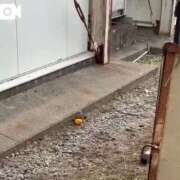 ヒメ日記 2025/03/26 12:56 投稿 寧々 Picasso(ピカソ)