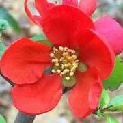 ヒメ日記 2025/03/27 12:26 投稿 寧々 Picasso(ピカソ)