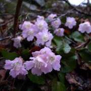 ヒメ日記 2025/03/29 12:26 投稿 寧々 Picasso(ピカソ)