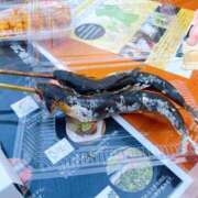 ヒメ日記 2025/03/29 12:52 投稿 寧々 Picasso(ピカソ)