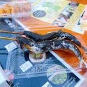 ヒメ日記 2025/03/29 13:09 投稿 寧々 Picasso(ピカソ)