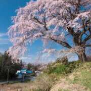 ヒメ日記 2025/03/30 12:26 投稿 寧々 Picasso(ピカソ)