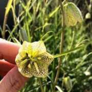 ヒメ日記 2025/03/31 12:31 投稿 寧々 Picasso(ピカソ)