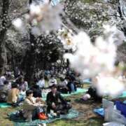 ヒメ日記 2025/04/02 12:26 投稿 寧々 Picasso(ピカソ)