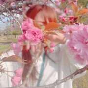 ヒメ日記 2025/04/02 15:00 投稿 寧々 Picasso(ピカソ)