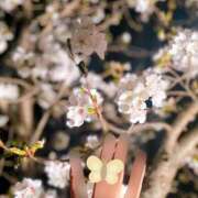 ヒメ日記 2025/04/10 15:00 投稿 寧々 Picasso(ピカソ)