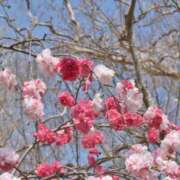 ヒメ日記 2025/04/10 23:00 投稿 寧々 Picasso(ピカソ)