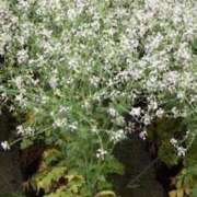 ヒメ日記 2025/04/13 15:00 投稿 寧々 Picasso(ピカソ)