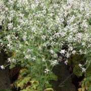 ヒメ日記 2025/04/13 15:19 投稿 寧々 Picasso(ピカソ)