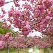 ヒメ日記 2025/04/15 12:28 投稿 寧々 Picasso(ピカソ)