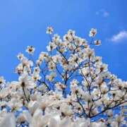 ヒメ日記 2025/04/20 12:26 投稿 寧々 Picasso(ピカソ)