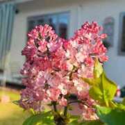 ヒメ日記 2025/04/24 12:15 投稿 寧々 Picasso(ピカソ)