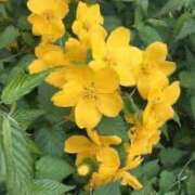 ヒメ日記 2025/04/25 12:26 投稿 寧々 Picasso(ピカソ)