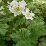 ヒメ日記 2025/04/28 12:26 投稿 寧々 Picasso(ピカソ)