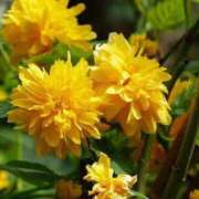 ヒメ日記 2025/05/11 12:15 投稿 寧々 Picasso(ピカソ)