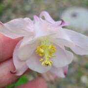 ヒメ日記 2025/05/12 12:26 投稿 寧々 Picasso(ピカソ)