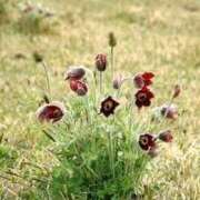 ヒメ日記 2025/05/16 12:31 投稿 寧々 Picasso(ピカソ)