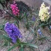 ヒメ日記 2025/05/19 15:00 投稿 寧々 Picasso(ピカソ)