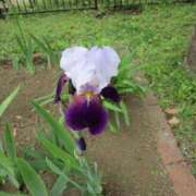 ヒメ日記 2025/05/21 15:06 投稿 寧々 Picasso(ピカソ)