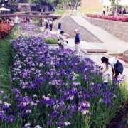 ヒメ日記 2025/05/24 12:33 投稿 寧々 Picasso(ピカソ)