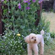 ヒメ日記 2025/05/30 12:15 投稿 寧々 Picasso(ピカソ)