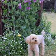 ヒメ日記 2025/05/30 12:31 投稿 寧々 Picasso(ピカソ)