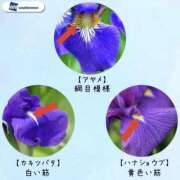 ヒメ日記 2025/05/31 12:15 投稿 寧々 Picasso(ピカソ)