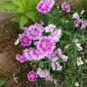 ヒメ日記 2025/06/04 15:00 投稿 寧々 Picasso(ピカソ)