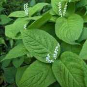 ヒメ日記 2025/06/10 12:15 投稿 寧々 Picasso(ピカソ)