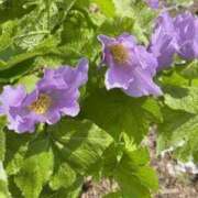 ヒメ日記 2025/06/11 12:26 投稿 寧々 Picasso(ピカソ)