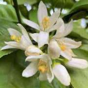 ヒメ日記 2025/06/12 12:15 投稿 寧々 Picasso(ピカソ)