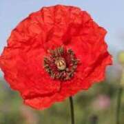 ヒメ日記 2025/06/14 12:26 投稿 寧々 Picasso(ピカソ)