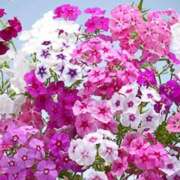 ヒメ日記 2025/06/15 12:29 投稿 寧々 Picasso(ピカソ)