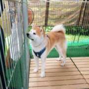 ヒメ日記 2025/06/16 13:37 投稿 寧々 Picasso(ピカソ)