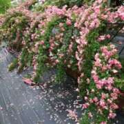 ヒメ日記 2025/06/19 12:15 投稿 寧々 Picasso(ピカソ)