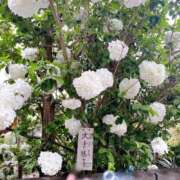 ヒメ日記 2025/06/22 15:06 投稿 寧々 Picasso(ピカソ)