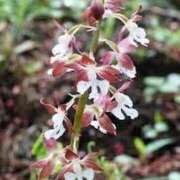 ヒメ日記 2025/06/23 12:26 投稿 寧々 Picasso(ピカソ)