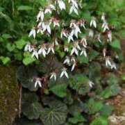 ヒメ日記 2025/06/26 12:15 投稿 寧々 Picasso(ピカソ)