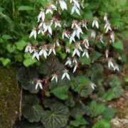 ヒメ日記 2025/06/26 12:26 投稿 寧々 Picasso(ピカソ)