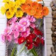 ヒメ日記 2025/06/28 12:26 投稿 寧々 Picasso(ピカソ)