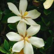 ヒメ日記 2025/06/29 12:15 投稿 寧々 Picasso(ピカソ)