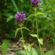 ヒメ日記 2025/07/04 15:00 投稿 寧々 Picasso(ピカソ)