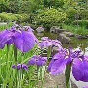 ヒメ日記 2025/07/05 15:00 投稿 寧々 Picasso(ピカソ)