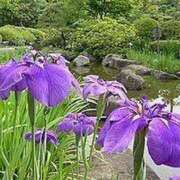 ヒメ日記 2025/07/05 15:07 投稿 寧々 Picasso(ピカソ)